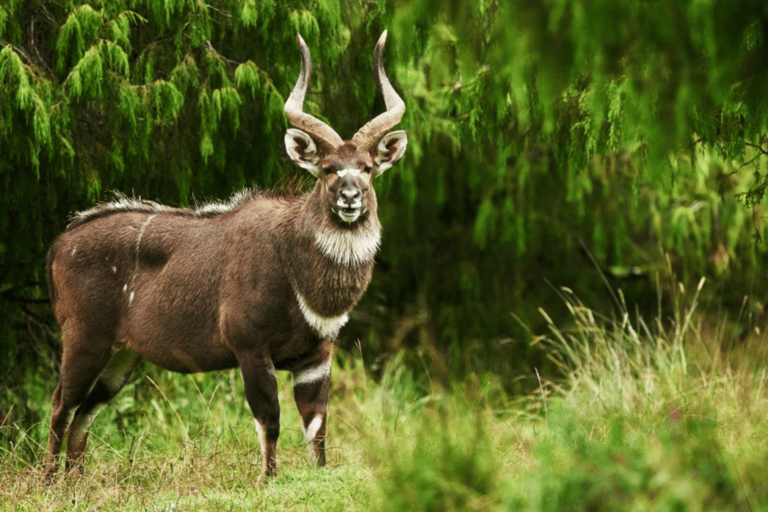 Addis Ababa: 6-Day Abijata Shalla NP & Bale Mountains Tour