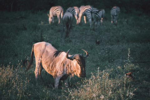 Serengeti: driedaagse gezamenlijke groepssafari