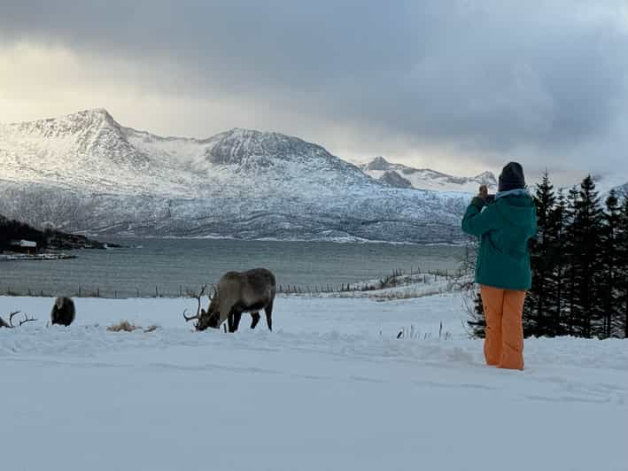 Fjord Tour with Tirpitz Wreck and Sommarøy | GetYourGuide