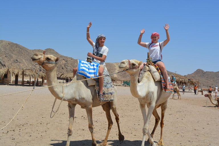 Hurghada: Quad Bike and Camel Ride with Dinner and Show pickup from hotels inside hurghada