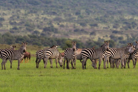 Kigali: Safari de dia inteiro no Parque Nacional de AkageraViagem de 1 dia ao parque nacional de Akagera