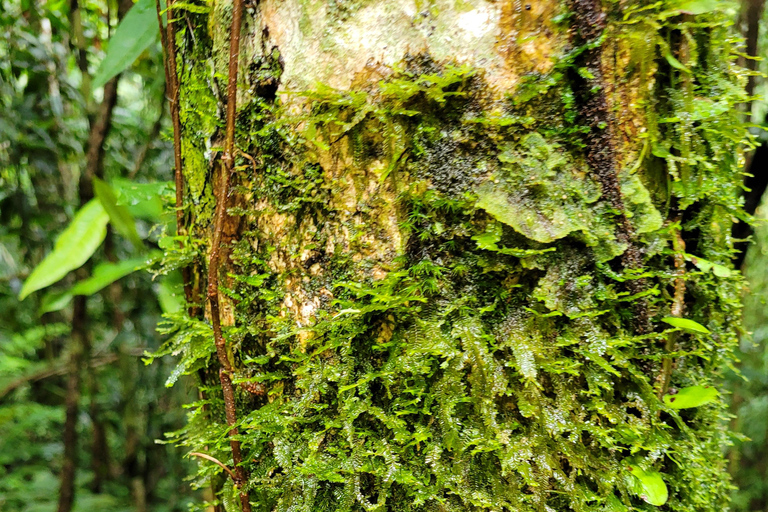 JUATINGA: 4-tägige Tour ATLANTISCHER WALD und STRÄNDE - PARATY - RIO DE JANEIRO