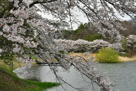 Tokyo: SAKURA Wagashi &amp; tea trial tour in Japanese garden