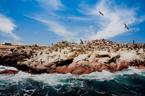 Ica: Tour Ballestas Eilanden en Paracas - gedeelde service