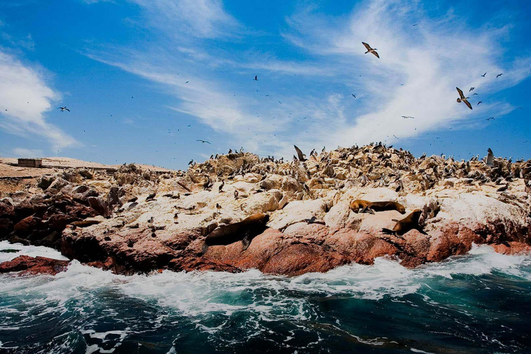 Ica: Ballestas und Paracas-Inseln Tour - geteilter ServiceIca: Tour Ballestas Inseln und Paracas - geteilter Service