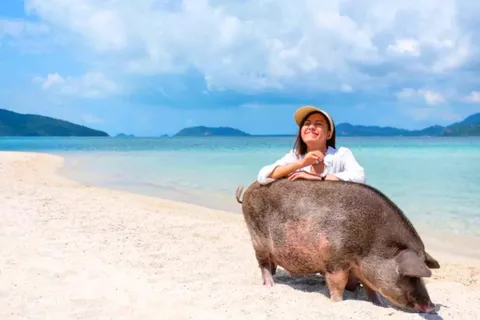Koh Samui: Tagestour mit rosa Delfinen, Schweineinsel und Schnorcheln