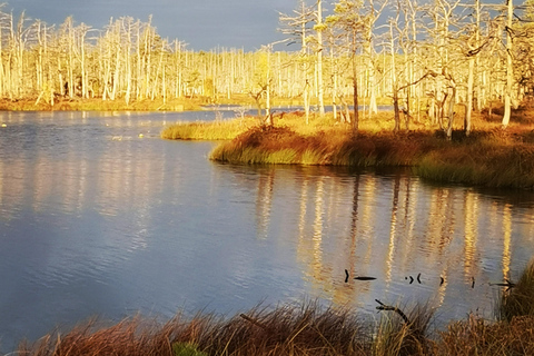 Cenas Bog trail near Riga for Nature lovers