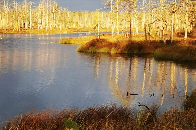 Cenas Bog trail near Riga for Nature lovers