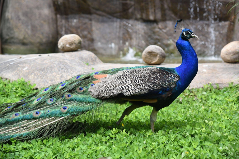 Río de Janeiro: Tour guiado por el BioParque con traslado