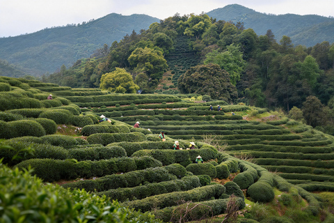 Hangzhou: West Lake, Tea Village /w Performance Private Tour