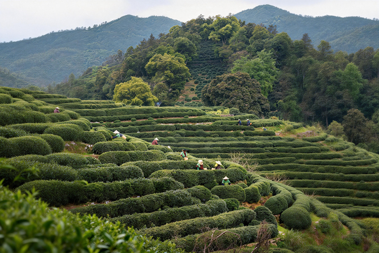 Hangzhou: West Lake, Tea Village /w Performance Private Tour