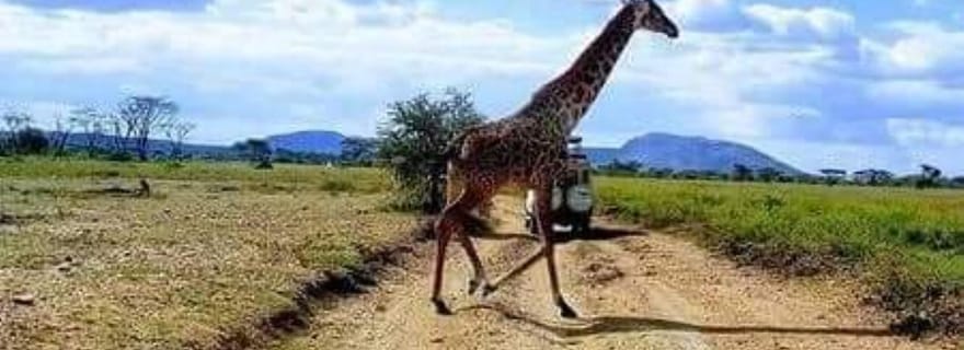 ZANZIBAR : 3 jours/2 nuits de safari à Mikumi en ferry et SGR