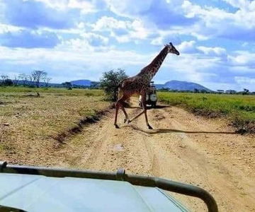 Safari di un giorno da Zanzibar a Mikumi con traghetto e SGR