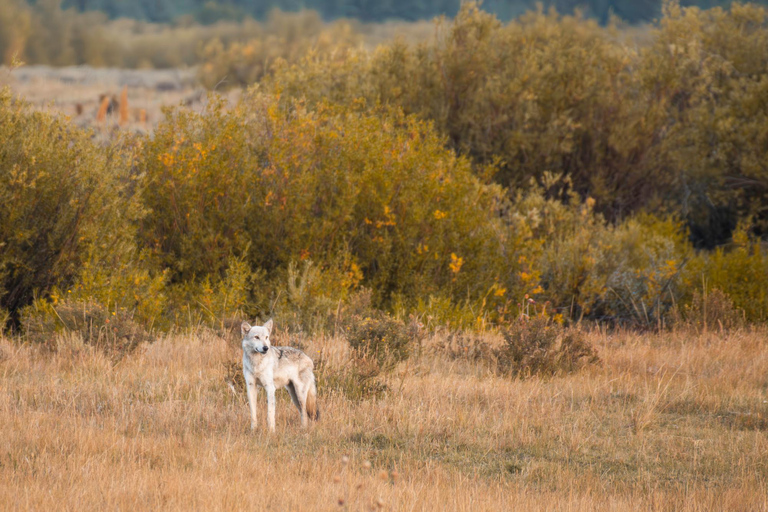 Jackson: Private GTNP Sunrise Safari & Field Breakfast