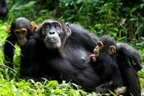 Ab Kigali: 2-tägige Gorilla und Golden Monkey Trekking Tour