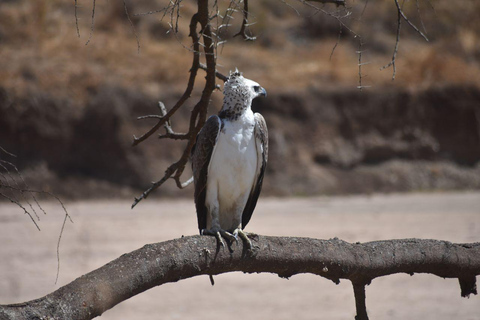 7 Tage Komfort-Mittelklasse-Safari 3 Nächte Serengeti