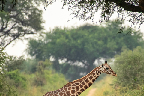 3-Day Ugandan tour with Murchison Falls, Rhinos & Chimpanzee