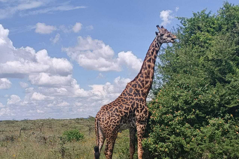 Nairobi: National Park Half-Day Safari with Hotel Pick-Up