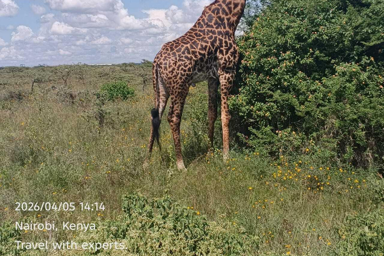 Nairobi: National Park Half-Day Safari with Hotel Pick-Up