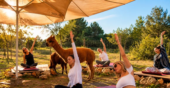 Ibiza: Yoga Among Alpacas near San Carlos