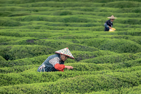 Hangzhou Tea Heritage: A Master-led Tea Harvest & Whisking