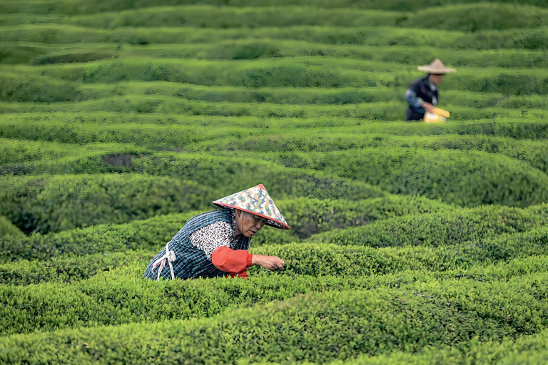 Hangzhou Tea Heritage: A Master-led Tea Harvest & Whisking