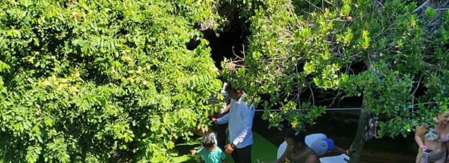 ZANZIBAR : Tortues marines, grotte de Salaam et forêt de Jozani | demi-journée