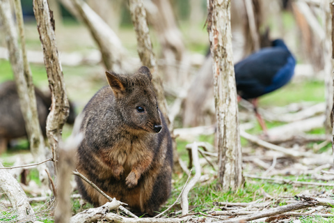 Från Melbourne: Phillip Island Eco Wildlife-turFrån Melbourne: Ekologisk utflykt till Phillip Island