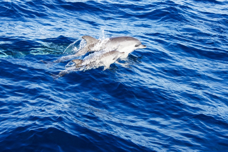 Lanzarote: 1,5-uur durende minicruise dolfijnspottenLanzarote: 2-uur durende minicruise dolfijnspotten