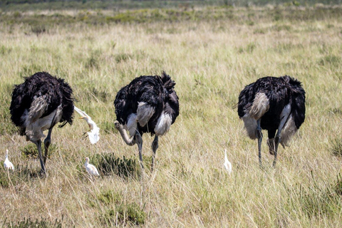 Moshi: 2-Day Lake Manyara and Ngorongoro Safari with Lodging
