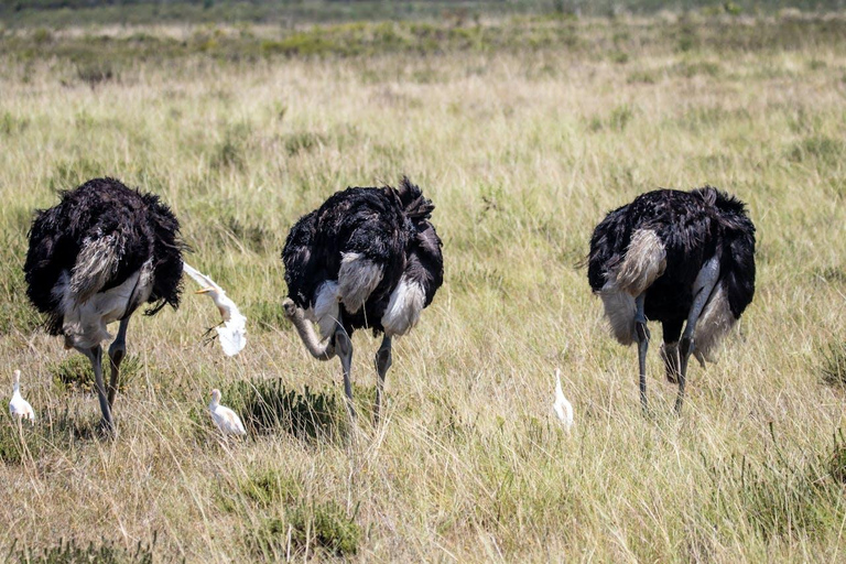 Moshi: 2-Day Lake Manyara and Ngorongoro Safari with Lodging