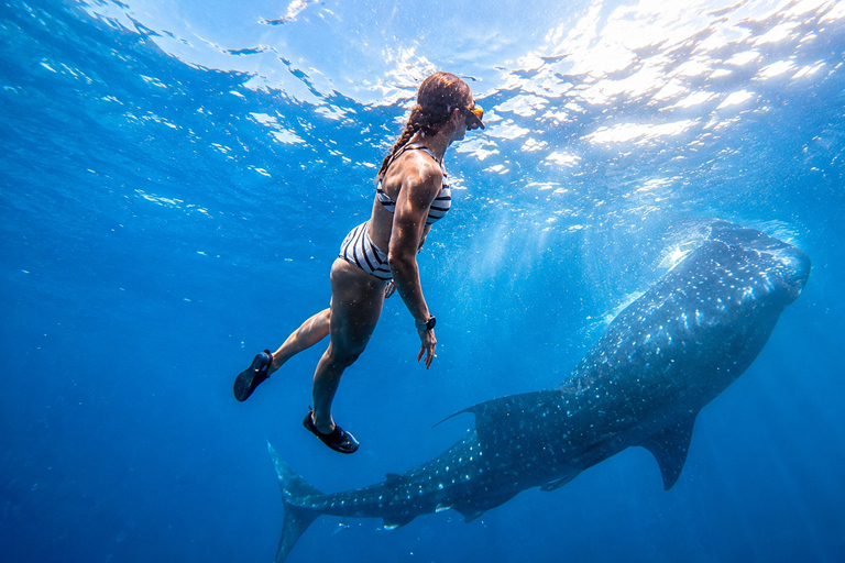Cebu: Oslob Whale Shark Swimming Experience with Transfer