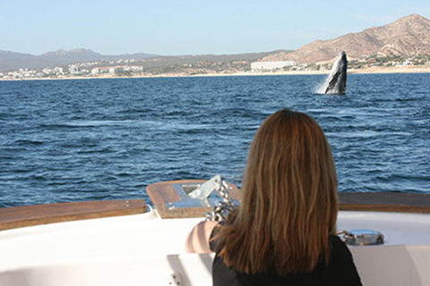 Walvissen kijken in San José del Cabo