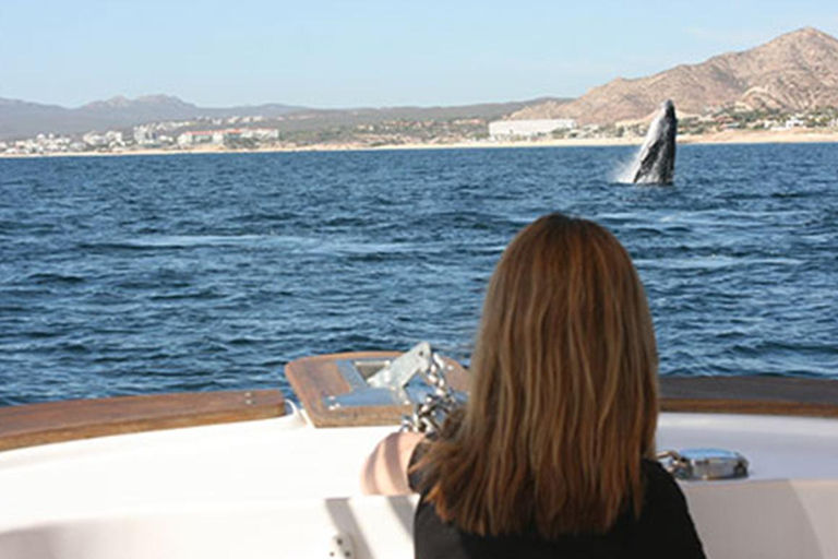 Walvissen kijken in San José del Cabo