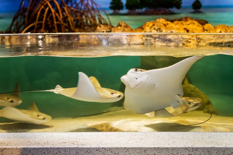Boston : billet coupe-file aquarium de Nouvelle-AngleterreBoston : billet d'entrée à l'Aquarium de Nouvelle-Angleterre