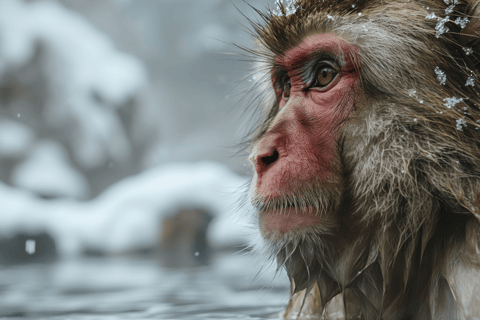From Tokyo & Nagano: Snow Monkey Private Customizable Tour