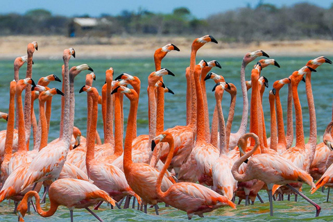 Santa Marta - Parc naturel national Los Flamingos