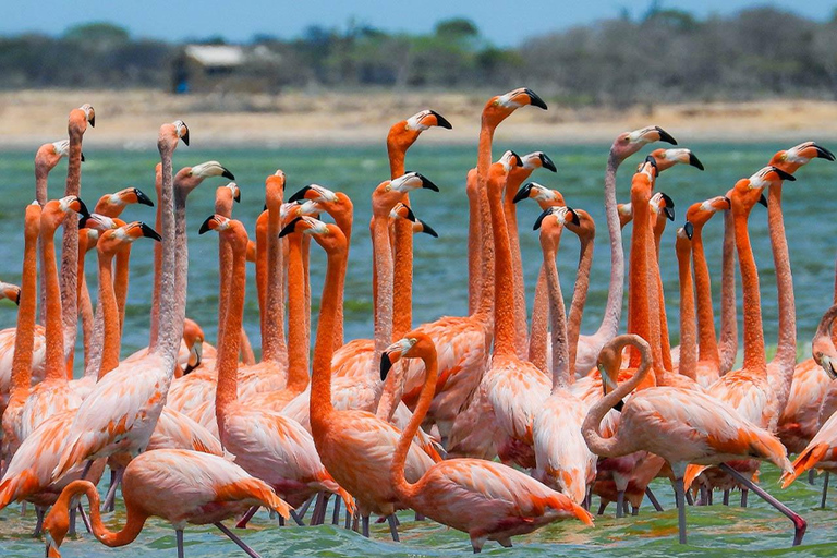 Santa Marta - Parc naturel national Los Flamingos