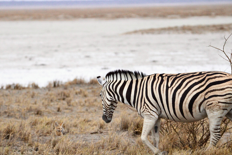 Windhoek: 3-Day Guided Safari in Etosha with Lodge