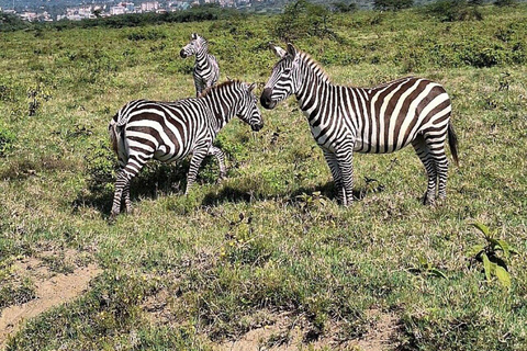 Nairobi: Lake Nakuru National Park Day Trip with Game Drive