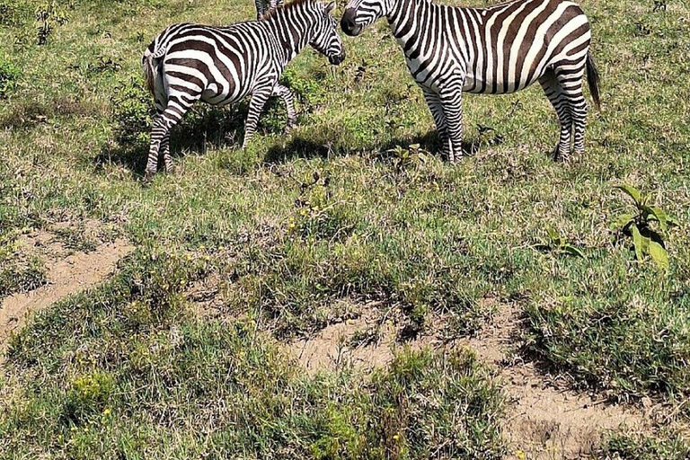 Nairobi: Lake Nakuru National Park Day Trip with Game Drive