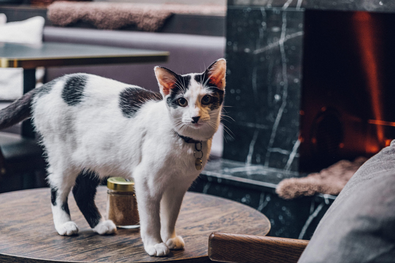 Stockholm: Java Whiskers Cat Café Entry Ticket