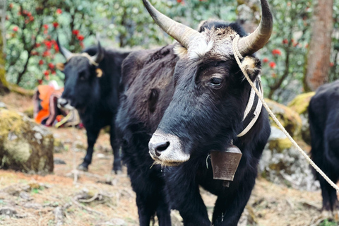 Eastern Nepal: Hidden Ethnic Trails Guided Tour Guide only