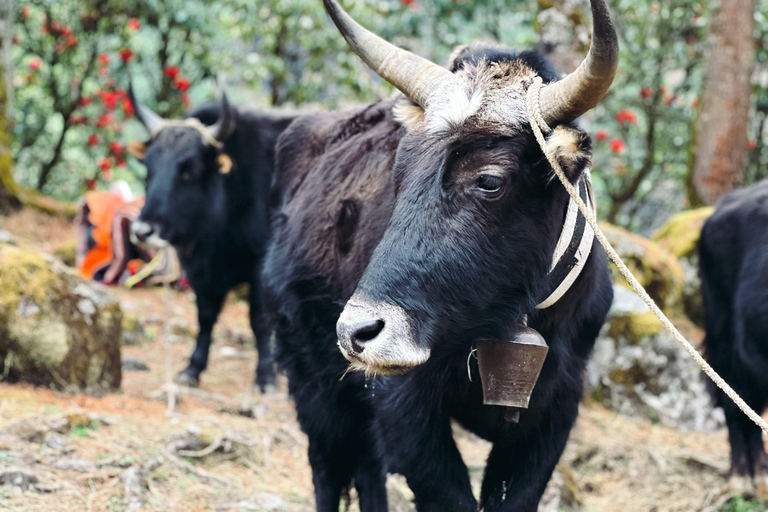 Eastern Nepal: Hidden Ethnic Trails Guided Tour Guide only