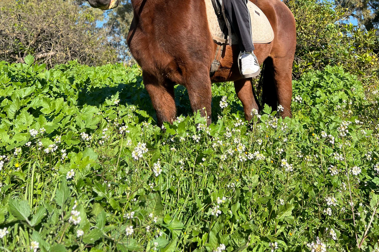 Guided tour on horseback through the guadalhorce valley