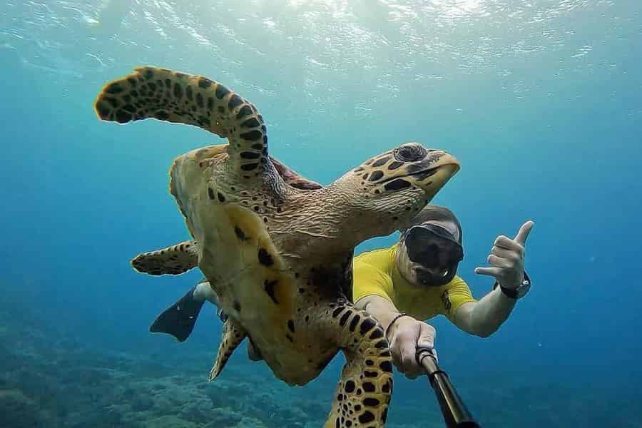 Lembongan: Manta Bay, Turtle Bay & Gamat Bay Schnorcheln. Foto: GetYourGuide