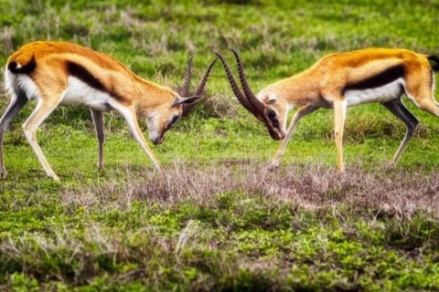 3-tägige Mikumi-Nationalpark-Sansibar-Safari mit Flügen