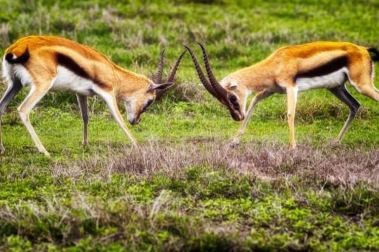 3-tägige Mikumi-Nationalpark-Sansibar-Safari mit Flügen