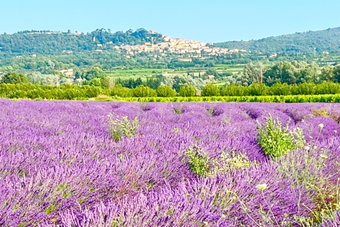 Ab Avignon: Lavendel-Tour in Valensole, Sault und LuberonAb Avignon: Ganztagestour in Valensole, Luberon und Sault