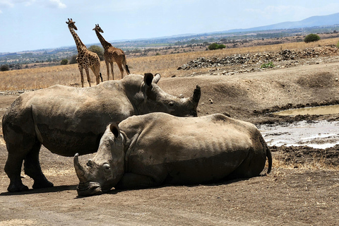 Nairobi National Park, Elephant Orphanage & Giraffe Centre